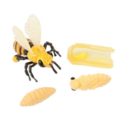 Honningbie livssyklusfigurer