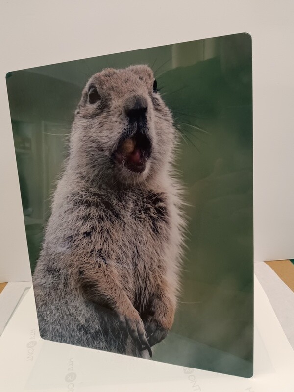 Metal Photo Prints.   Turn your Photos into Metal Art.