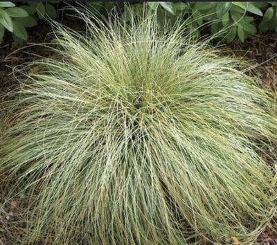 Carex albulea Frosted Curl
