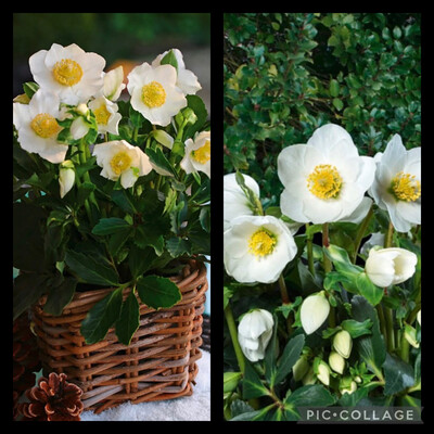 Rose de Noël, Hellébore blanche