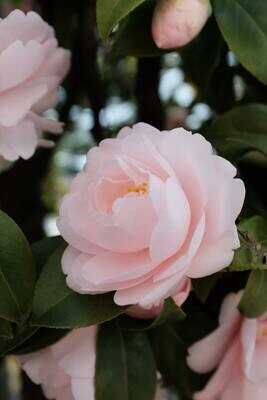 Mother's Day