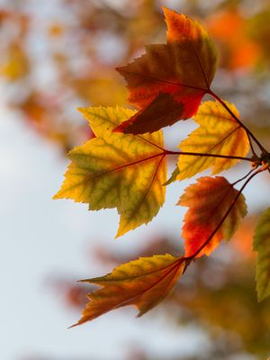 Fall