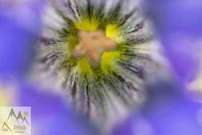 Closeup/Macro