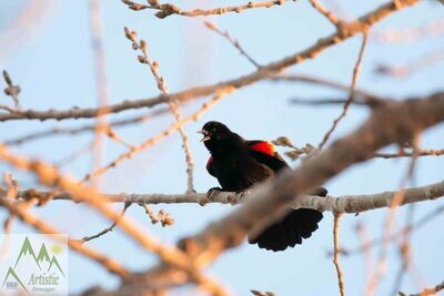 Birds