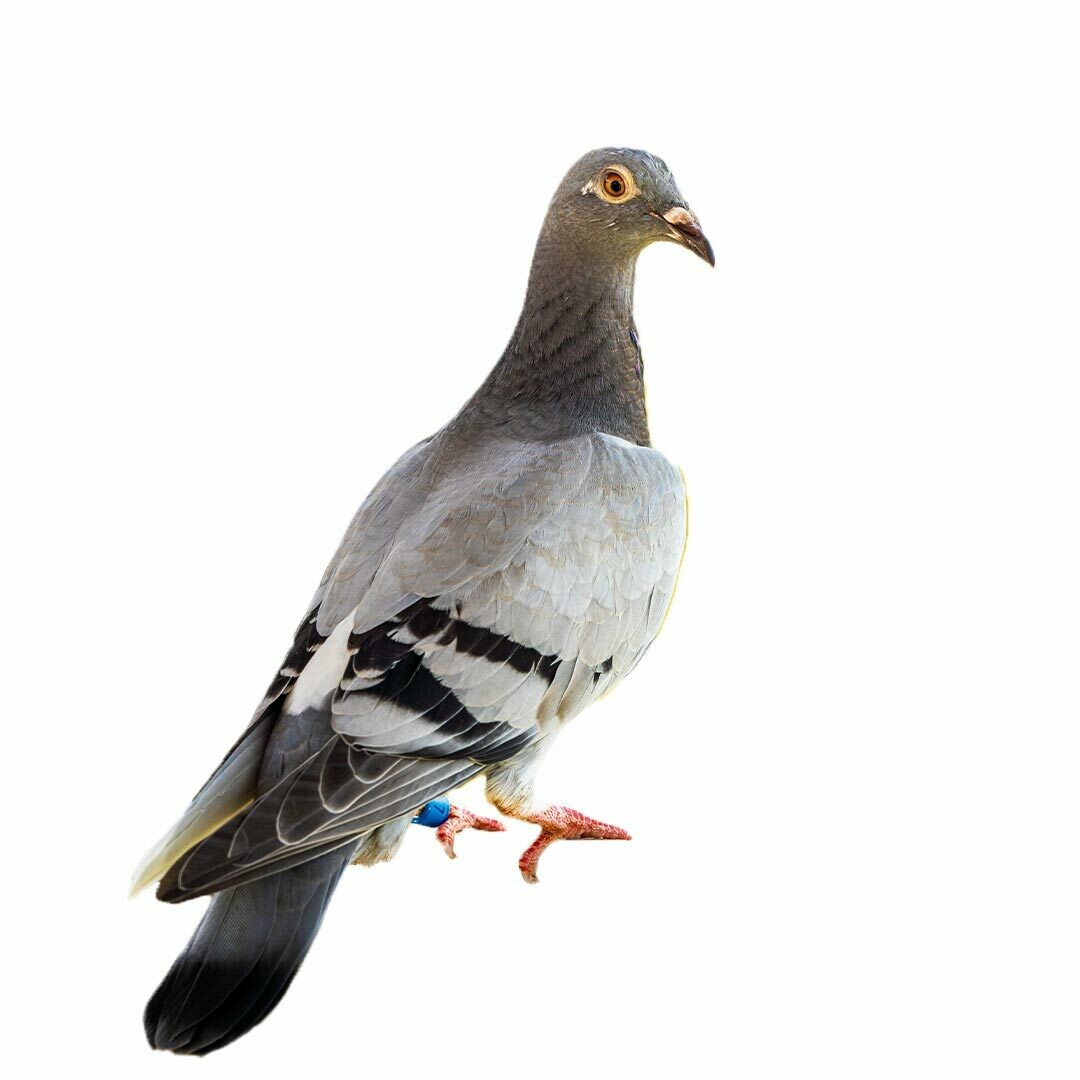 Young Homing Pigeons (6)