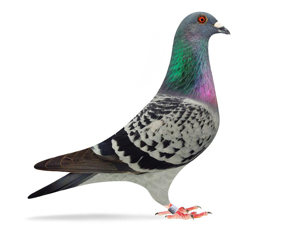 Homing Pigeon Breeding Pair