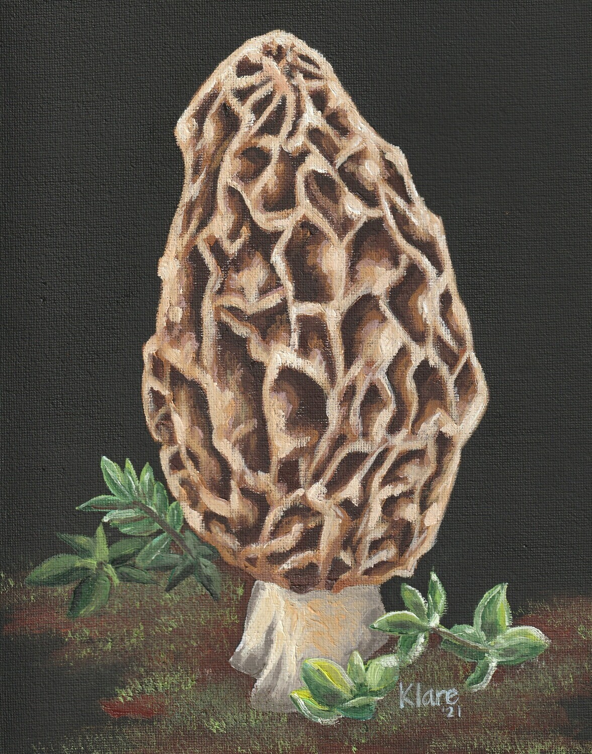 'Morel'