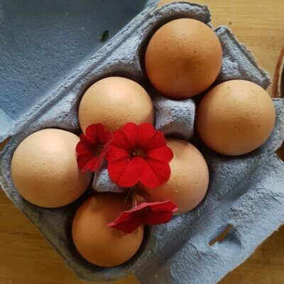 6 Large Forest Free Range Pastured Eggs
