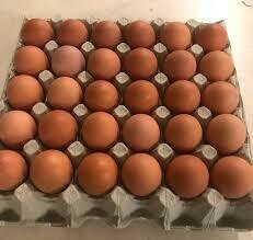 30 Large Forest Free Range Pastured Eggs