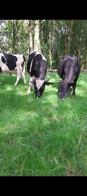 Bulk buy side of beef for your freezer