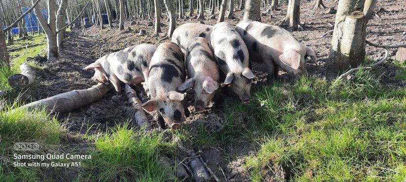 Bulk buy quarter of pork for your freezer