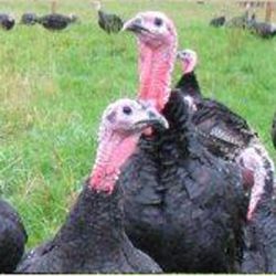 Free range bronze turkeys deposit