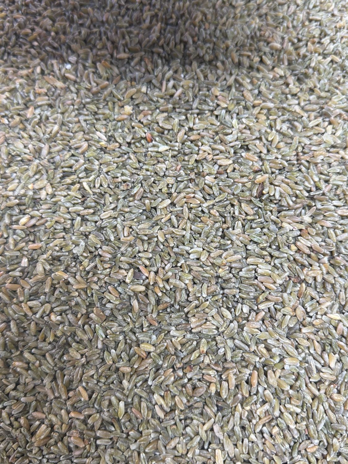 Syrian Freekeh فريكة سورية