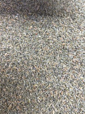 Syrian Freekeh فريكة سورية