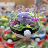 Ditto Terrarium