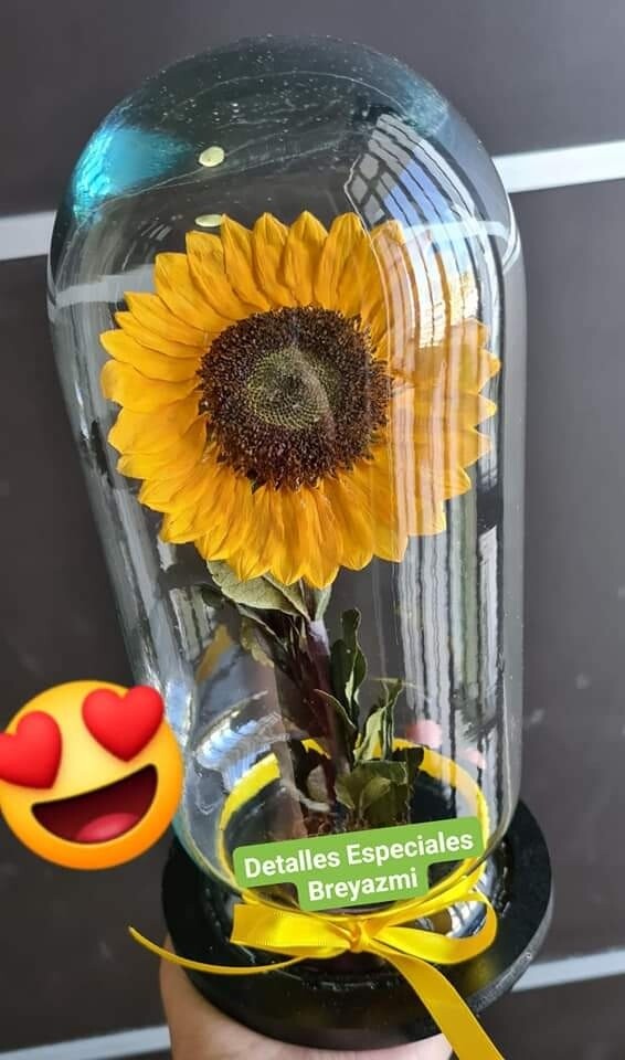 Girasol Preservado Normal
