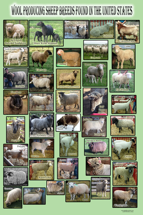 Wool Producing Sheep Breeds Found in the United States Poster Wool Producing Sheep Breeds Found in the United States Poster