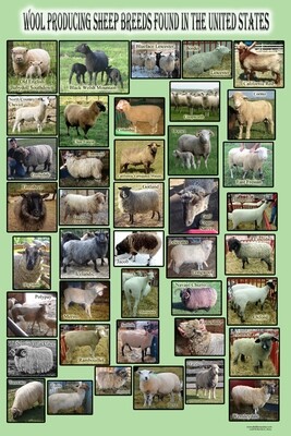 Wool Producing Sheep Breeds Found in the United States Poster