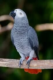AFRICAN GREY PARROT