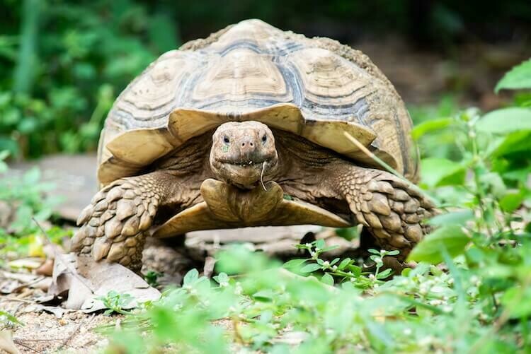 BABY AFRICAN Tortoise