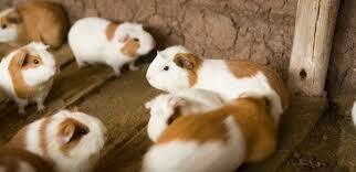 Pair of Guinea Pigs (Male and Female)