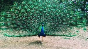 ADOLESENSE PEACOCKS