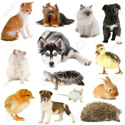 PETS