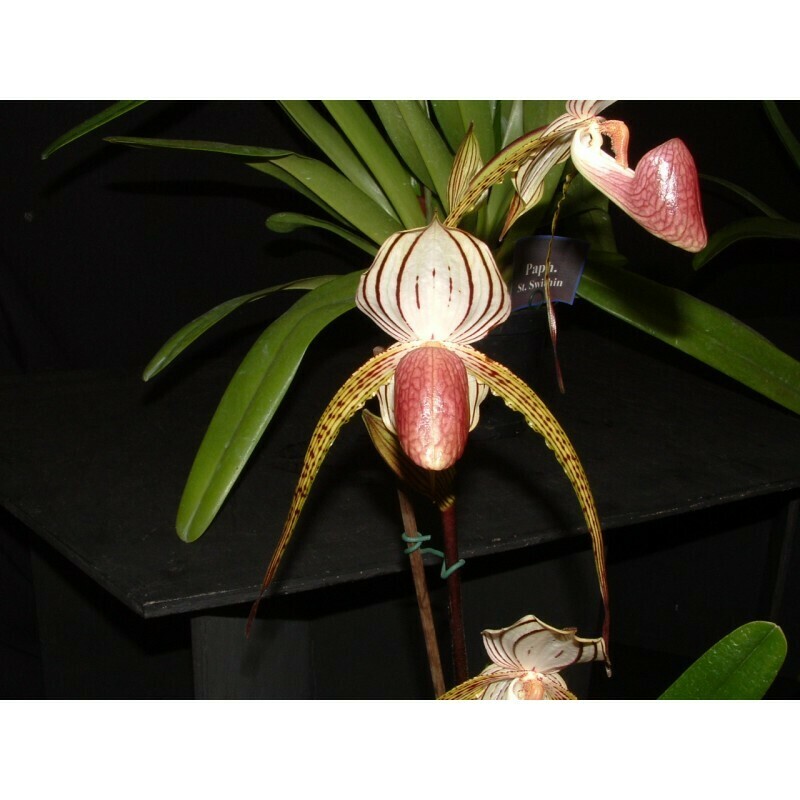 Paphiopedilum Lady Isabel (rothschildianum x stonei)