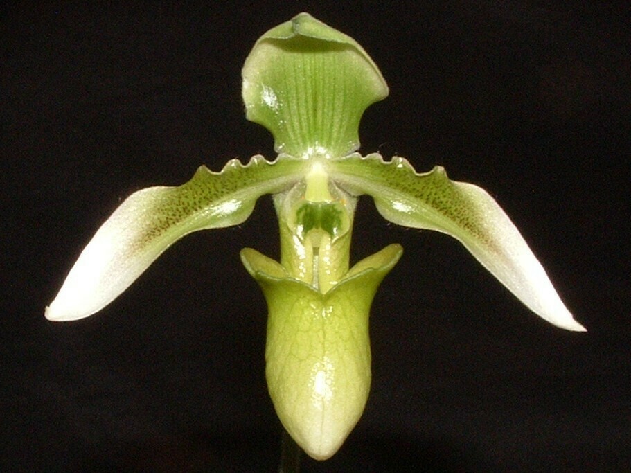 Paphiopedilum wolterianum var. album x self
