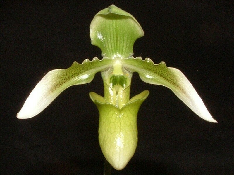 Paphiopedilum wolterianum var. album x self