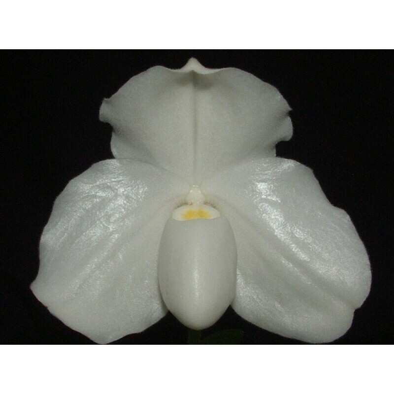 Paphiopedilum godefroyae var. album