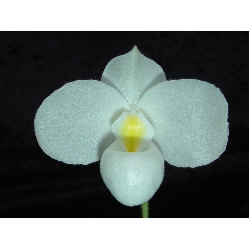 Paphiopedilum delenatii var. album x tonsum var. album