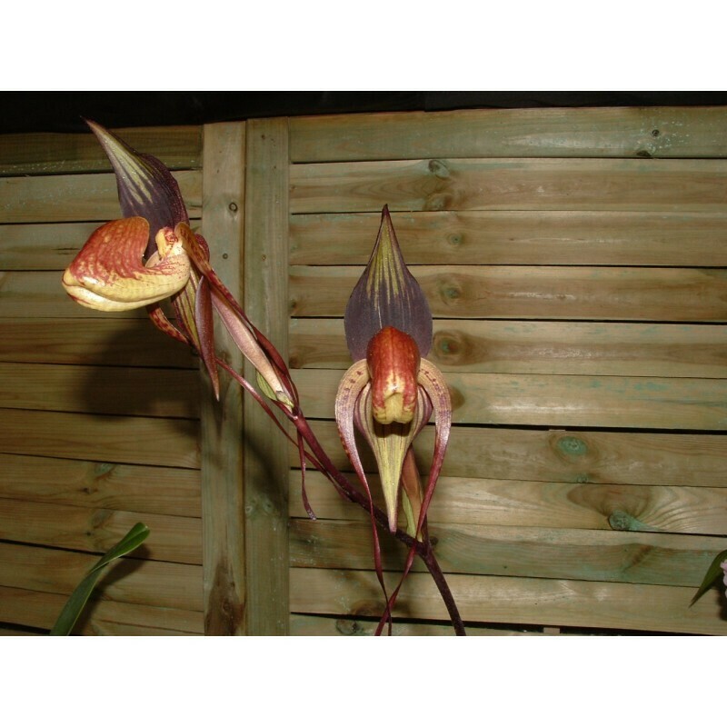 Paphiopedilum anitum
