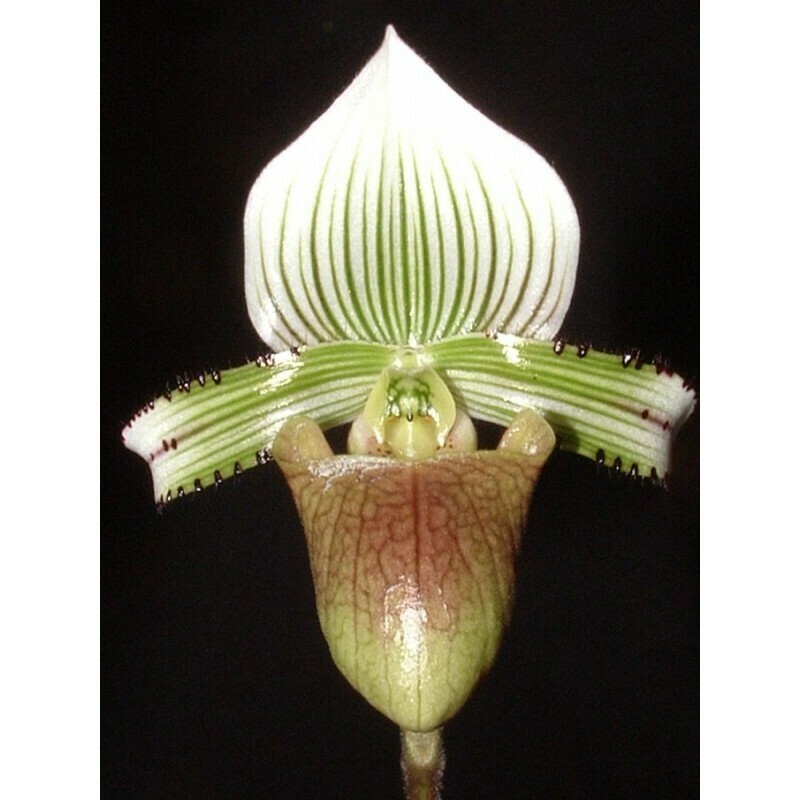 Paphiopedilum hennisianum