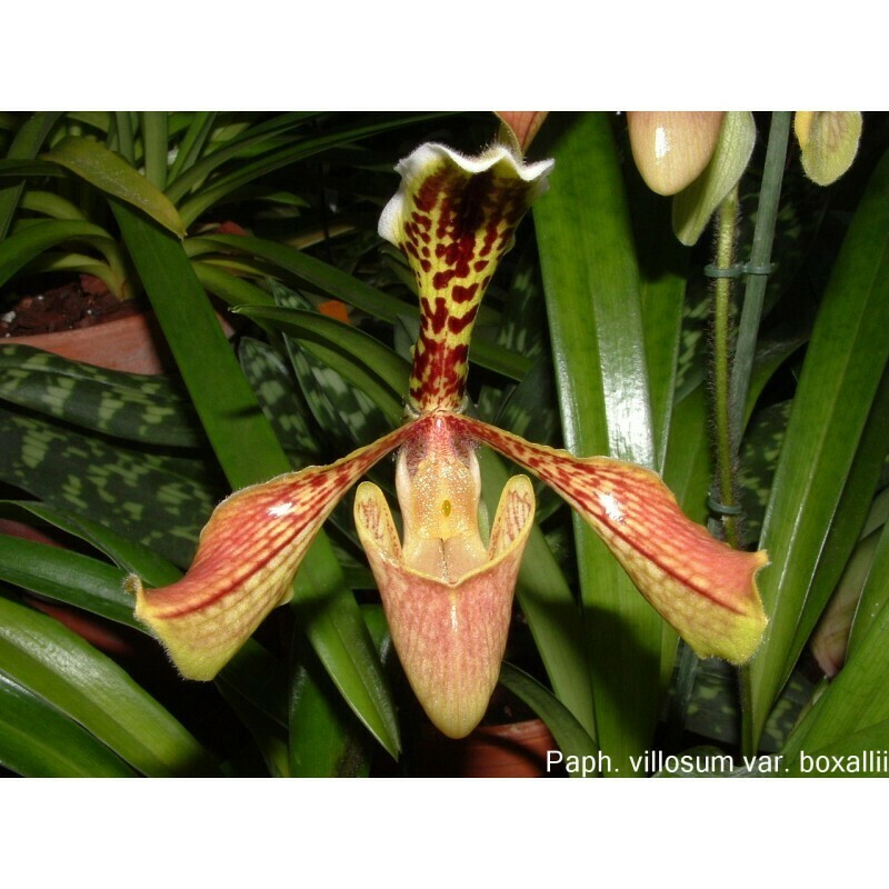 Paphiopedilum villosum var. boxallii