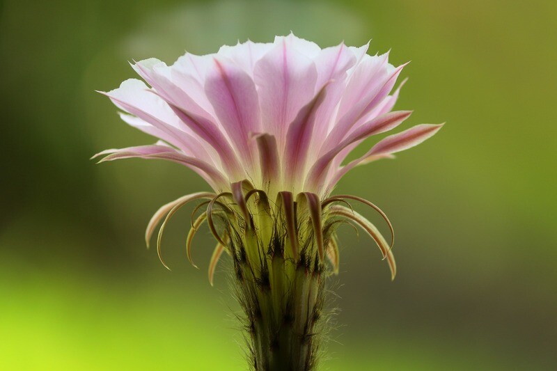 Kaktusblüte