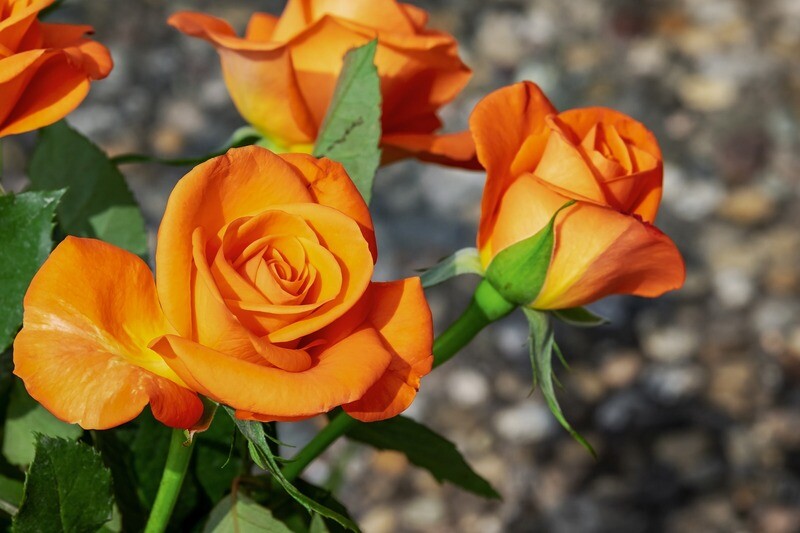 Orange Rosen
