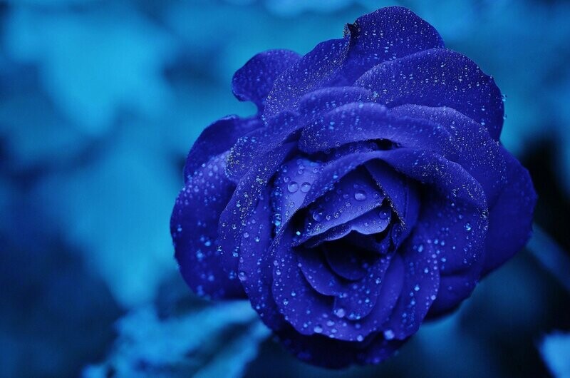 Blaue Rose