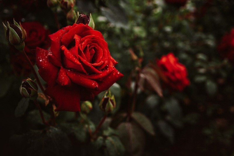 Rote Blume