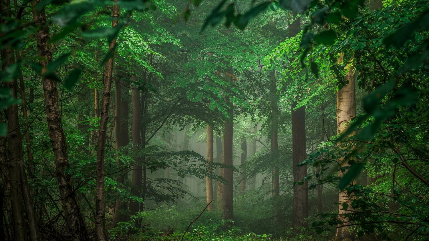 Inside Forest 8K UltraHD