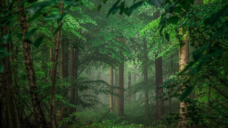 Inside Forest 8K UltraHD