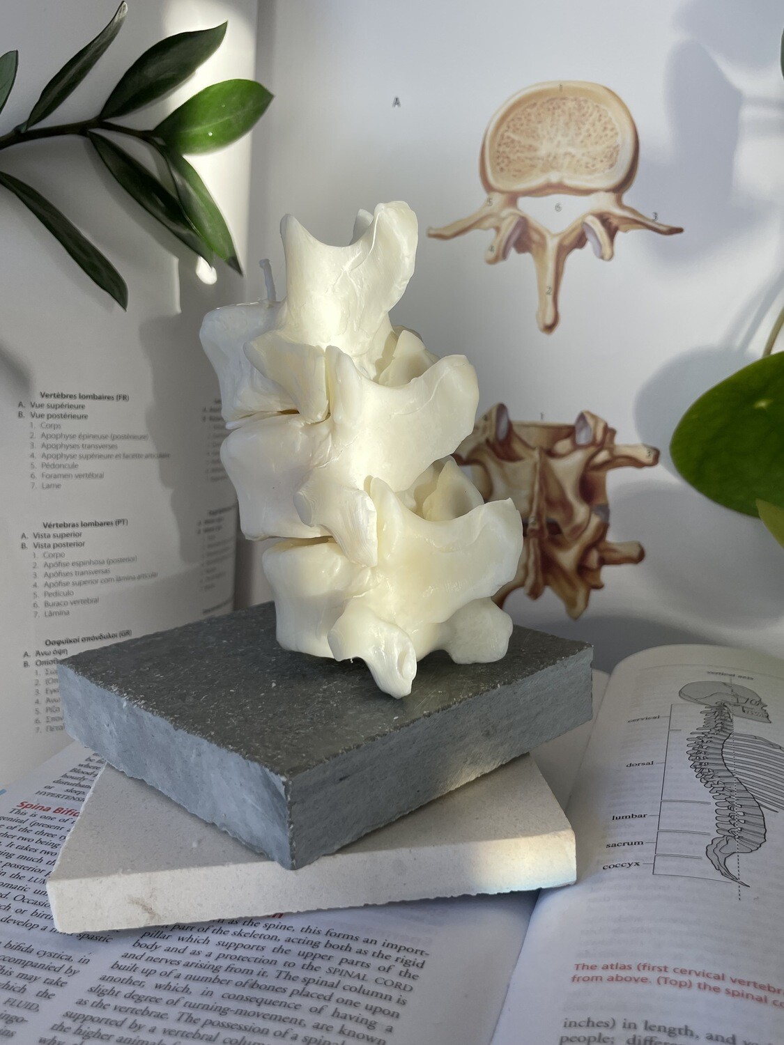 Lumbar Vertebrae Trio Tealight Candle