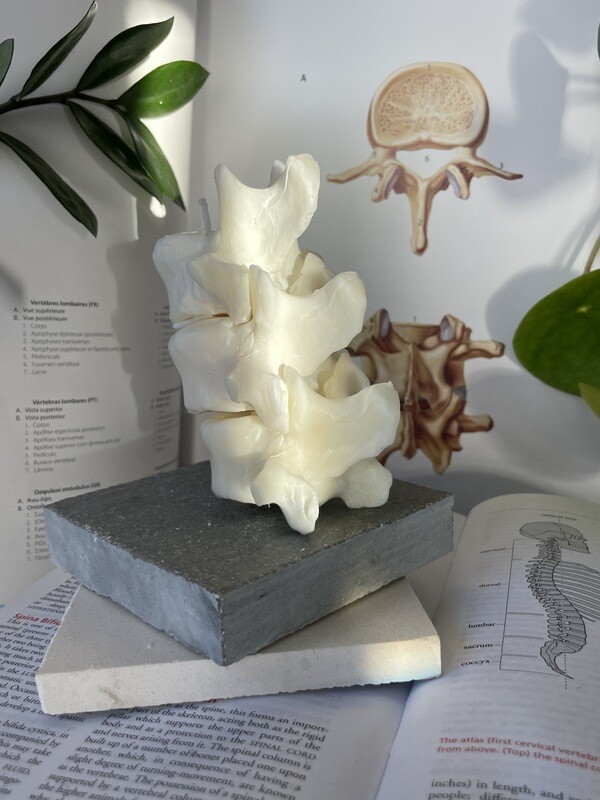 Lumbar Vertebrae Trio Tealight Candle