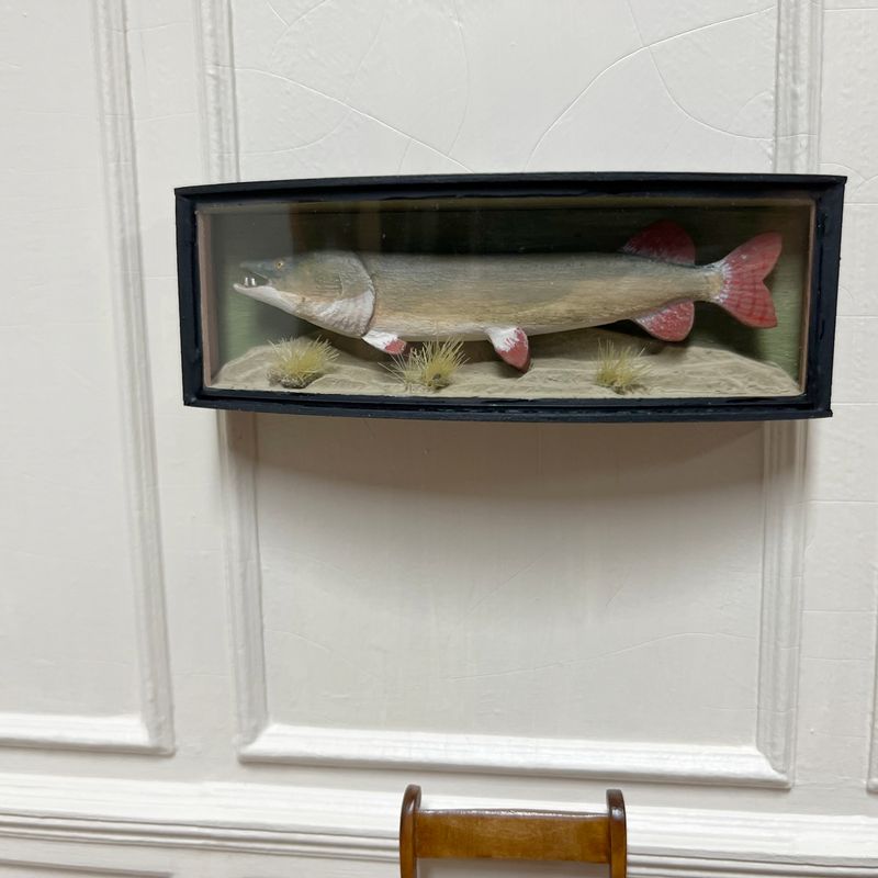 Trophy fish in case