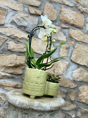 Orchidee avec succulent cache-pot vert