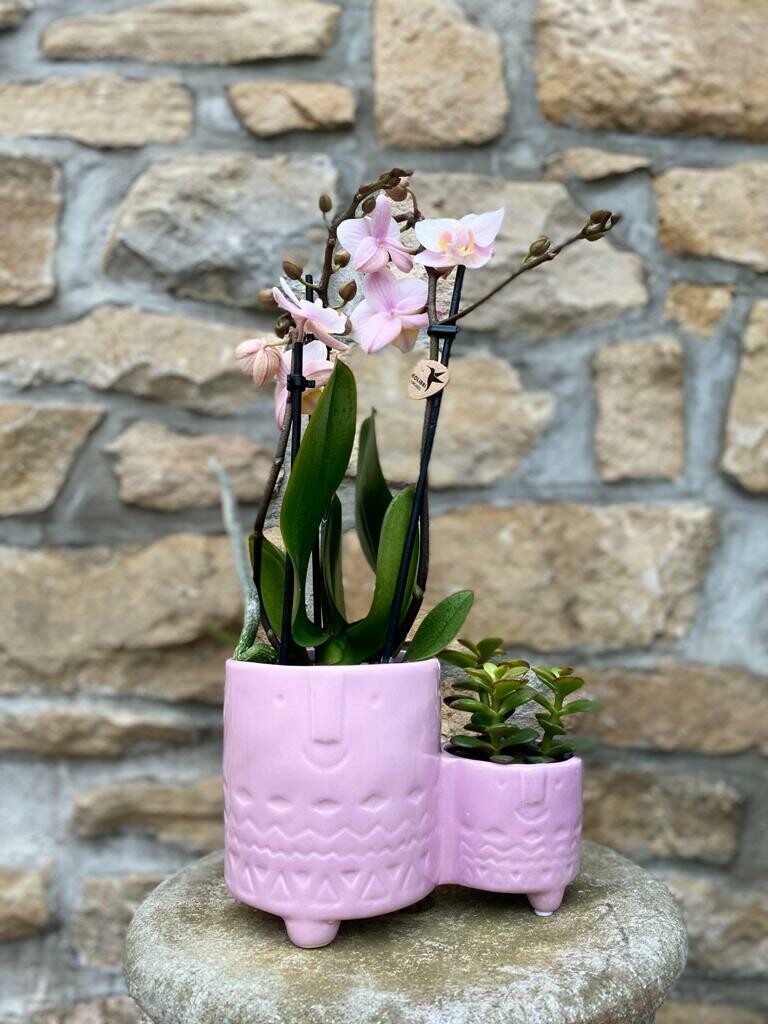 Orchidee avec succulent cache-pot rose