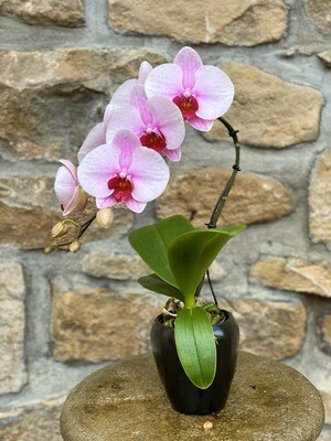 Orchidee avec cache-pot noir