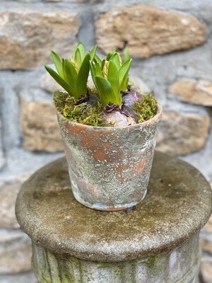 Jacinthe avec cache-pot