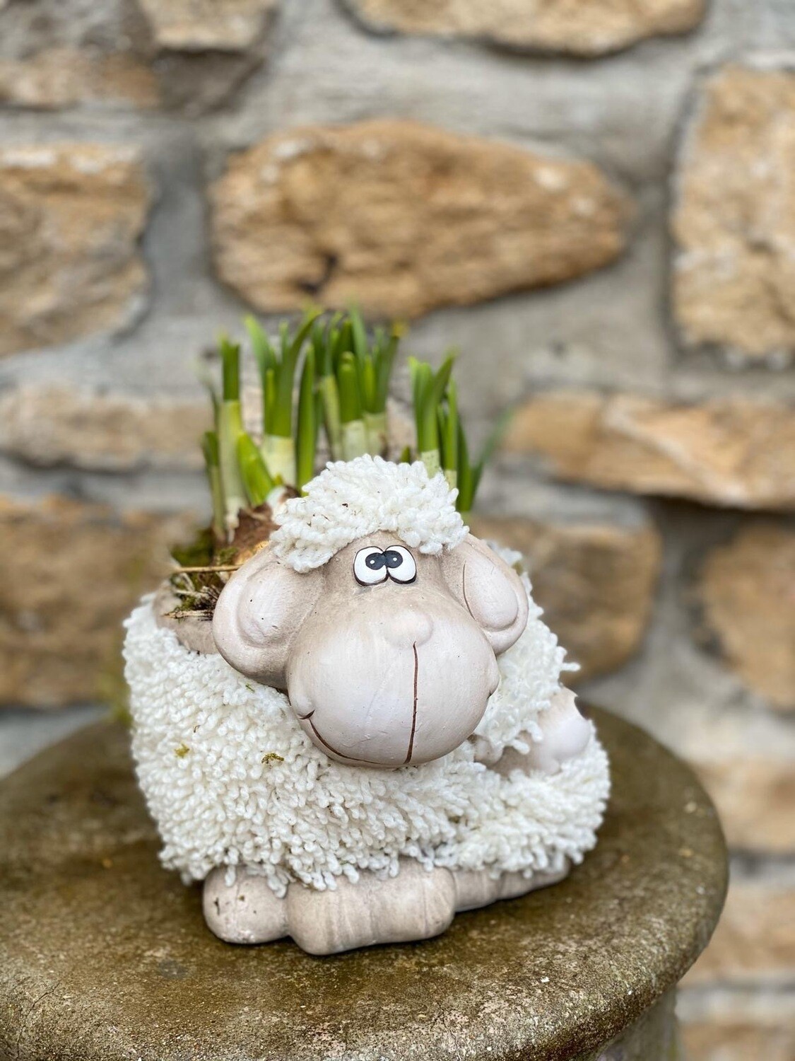 Narcisse avec cache-pot mouton