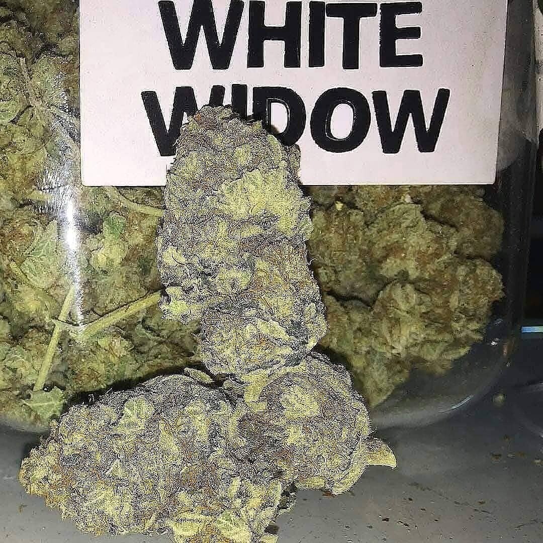 White Widow Kush